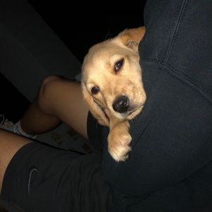 Meet your Posher, Sam